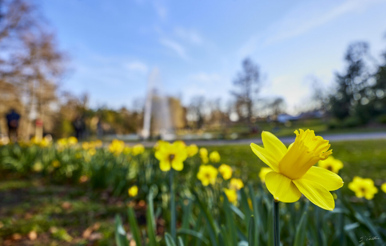 © All Rights Reserved - 2025-03-07 14:25:57 f/4 1/250sec ISO-50 18mm - France, Alsace, Strasbourg, Parc de l'Orangerie
