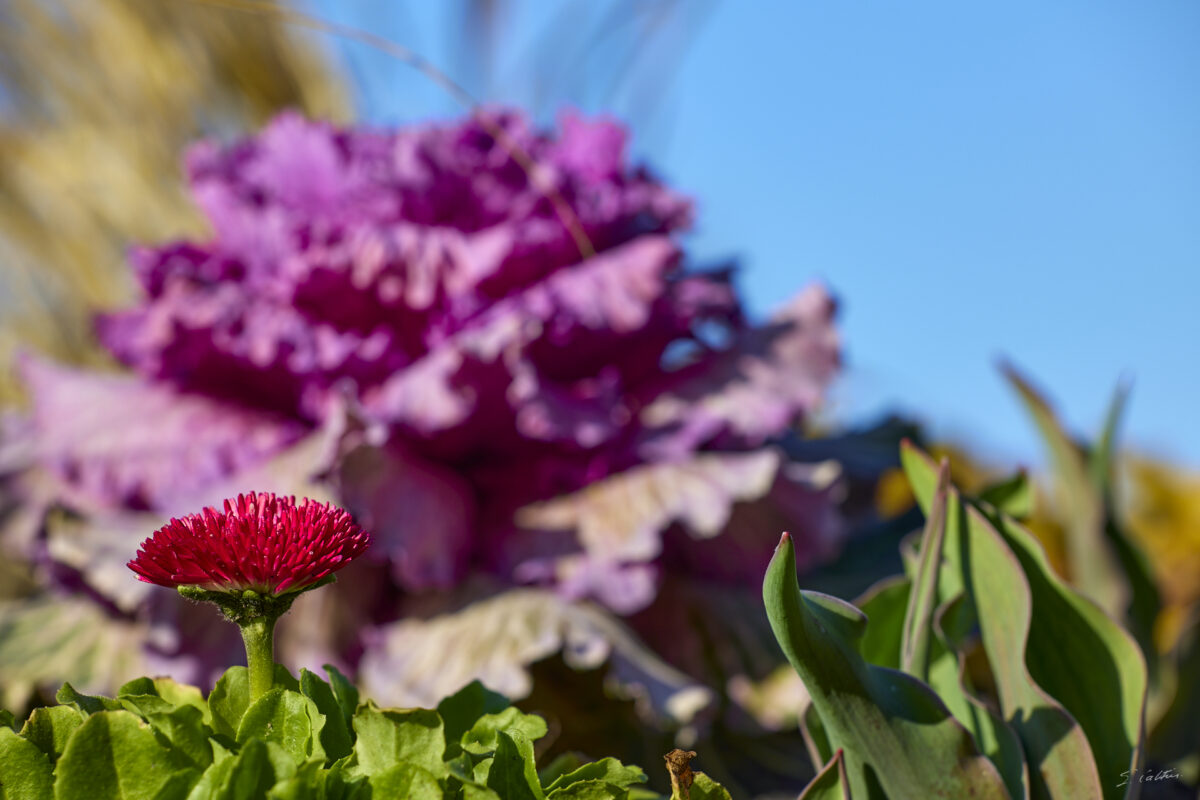 © All Rights Reserved - 2025-03-07 14:13:00 f/8 1/160sec ISO-100 200mm - France, Alsace, Strasbourg, Parc de l'Orangerie