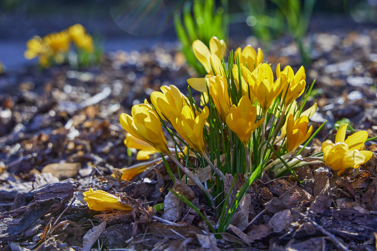 © All Rights Reserved - 2025-03-07 13:54:24 f/5.6 1/160sec ISO-100 56mm - France, Alsace, Strasbourg, Parc de l'Orangerie