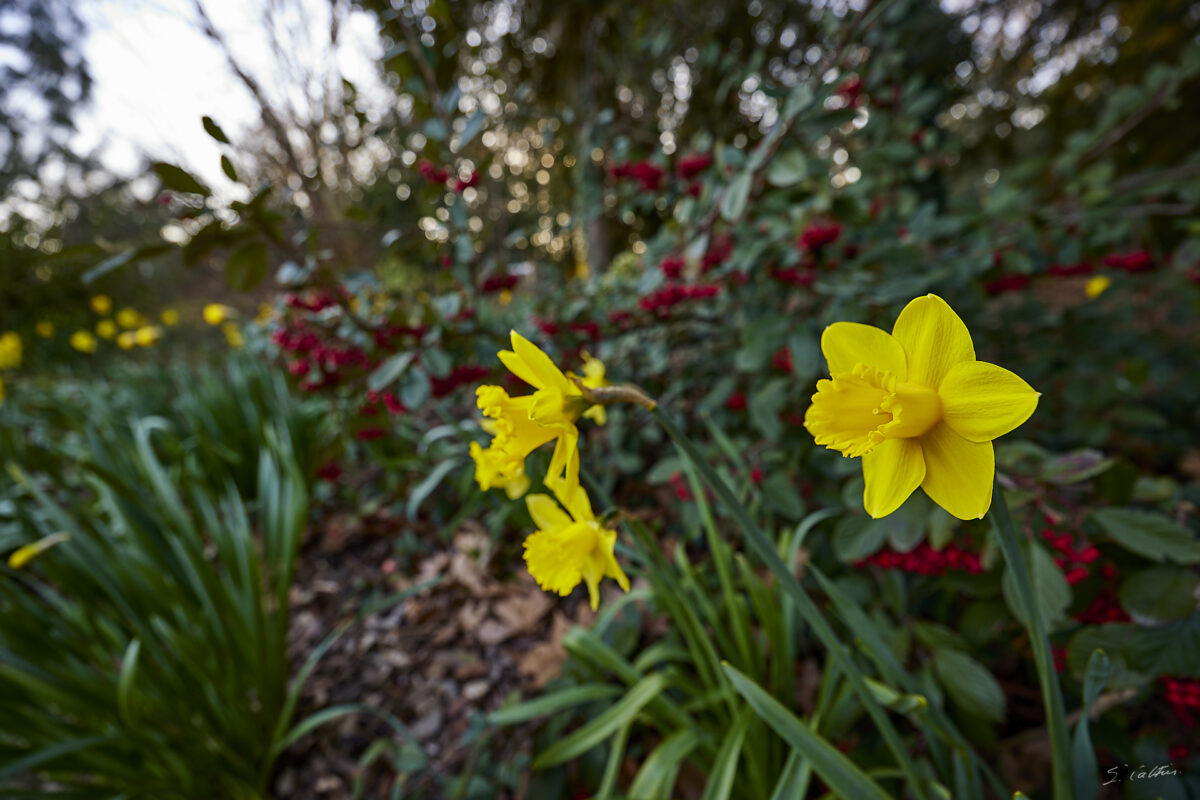 © All Rights Reserved - 2025-03-07 14:51:24 f/4 1/40sec ISO-50 14mm - France, Alsace, Strasbourg, Parc de l'Orangerie