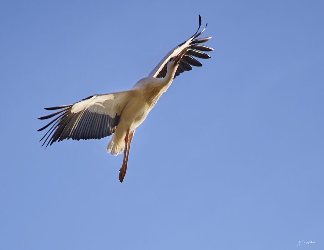 © All Rights Reserved - 2025-03-07 14:07:14 f/4 1/1000sec ISO-100 200mm - France, Alsace, Strasbourg, oiseau, cigogne