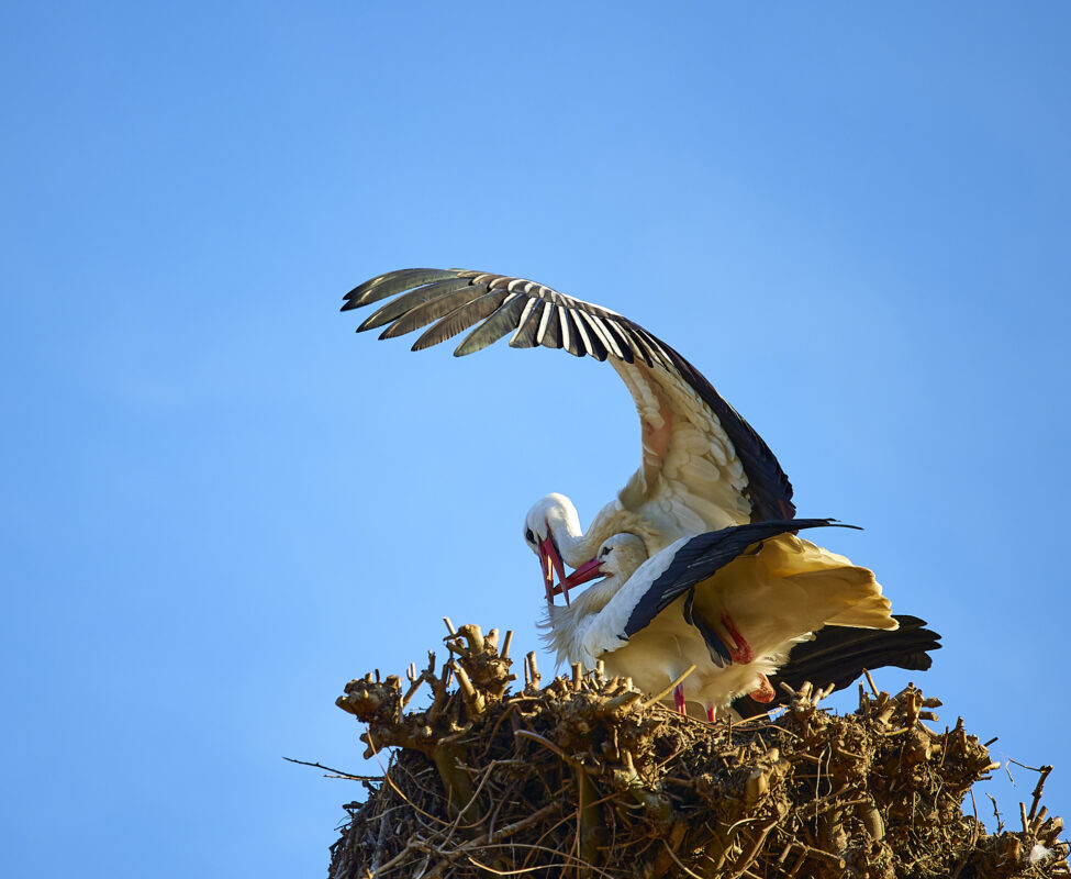 © All Rights Reserved - 2025-03-07 14:03:48 f/4 1/1000sec ISO-125 200mm - France, Alsace, Strasbourg, Parc de l'Orangerie