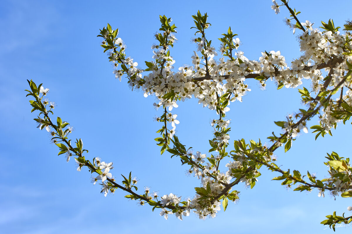 © All Rights Reserved - 2025-03-28 14:36:23 f/11 1/100sec ISO-100 81mm - France, Alsace, paysage, printemps