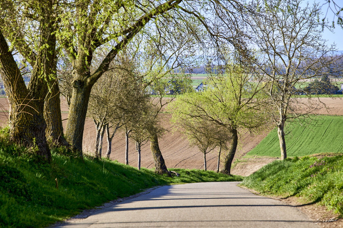 © All Rights Reserved - 2025-03-28 14:31:36 f/8 1/160sec ISO-100 179mm - France, Alsace, paysage, printemps