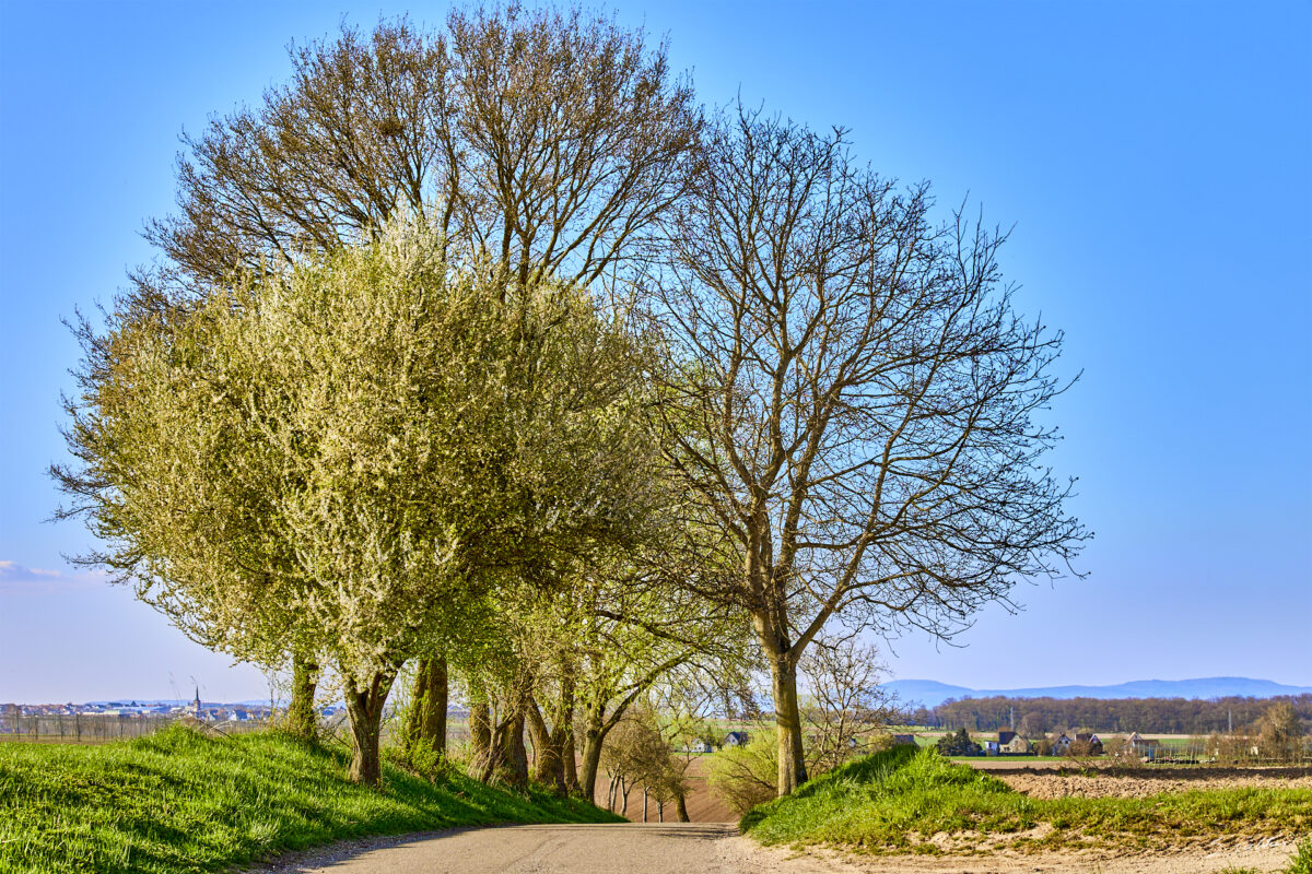 © All Rights Reserved - 2025-03-28 14:29:45 f/8 1/200sec ISO-100 70mm - France, Alsace, paysage, printemps