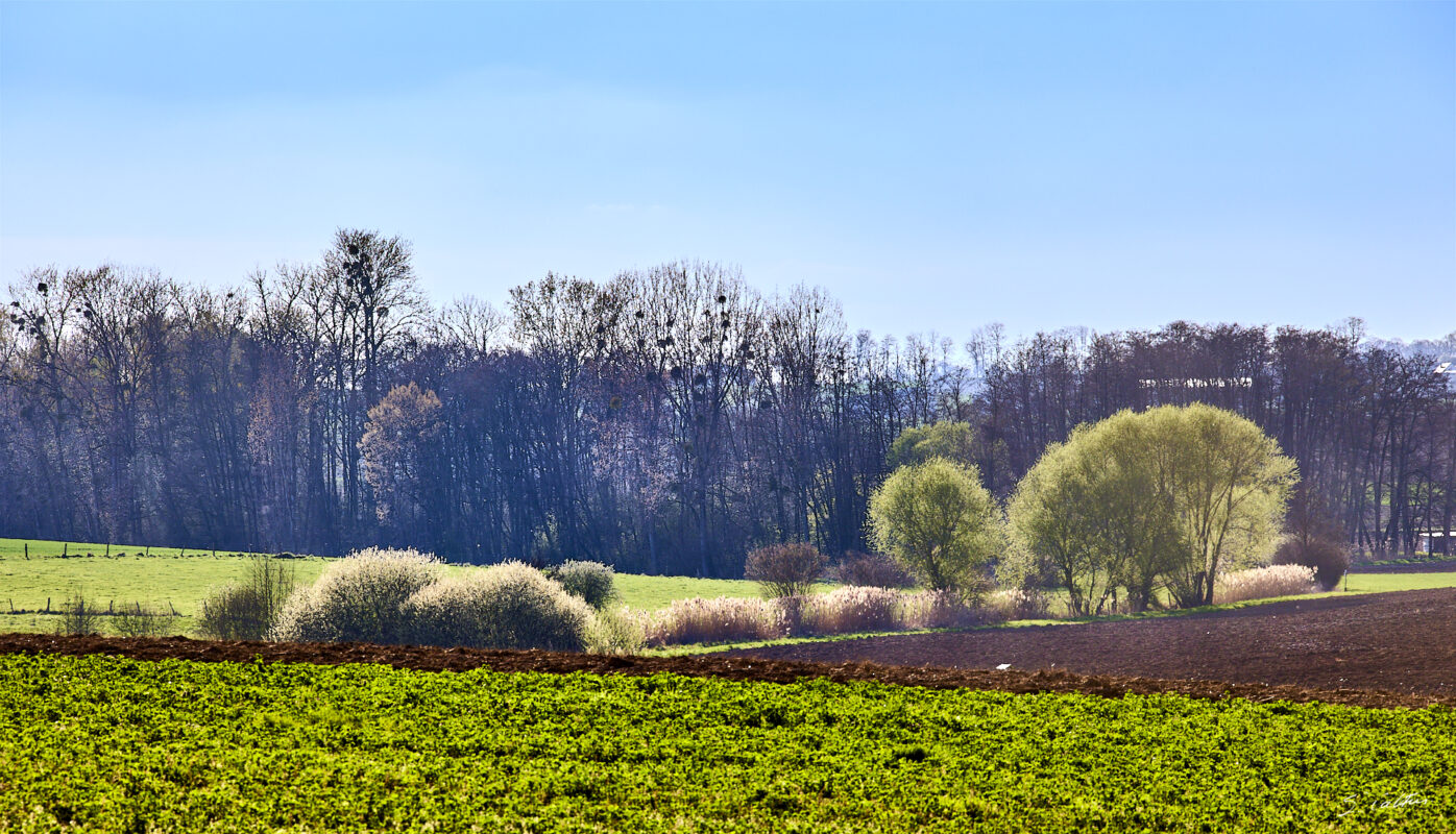 © All Rights Reserved - 2025-03-28 14:44:59 f/11 1/250sec ISO-100 200mm - France, Alsace, paysage, printemps