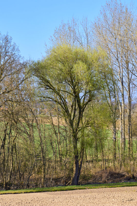© All Rights Reserved - 2025-03-28 14:46:26 f/11 1/50sec ISO-100 135mm - France, Alsace, paysage, printemps