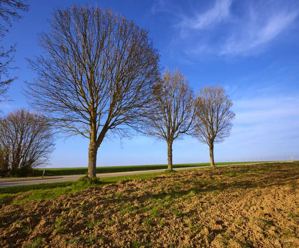 © All Rights Reserved - 2025-03-28 15:16:19 f/11 1/100sec ISO-100 15mm - France, Alsace, paysage, printemps
