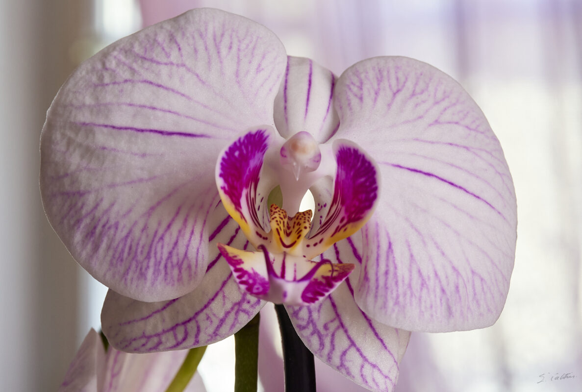 © All Rights Reserved - 2025-04-11 12:41:33 f16 1/10sec ISO-400 85mm - France, orchidée