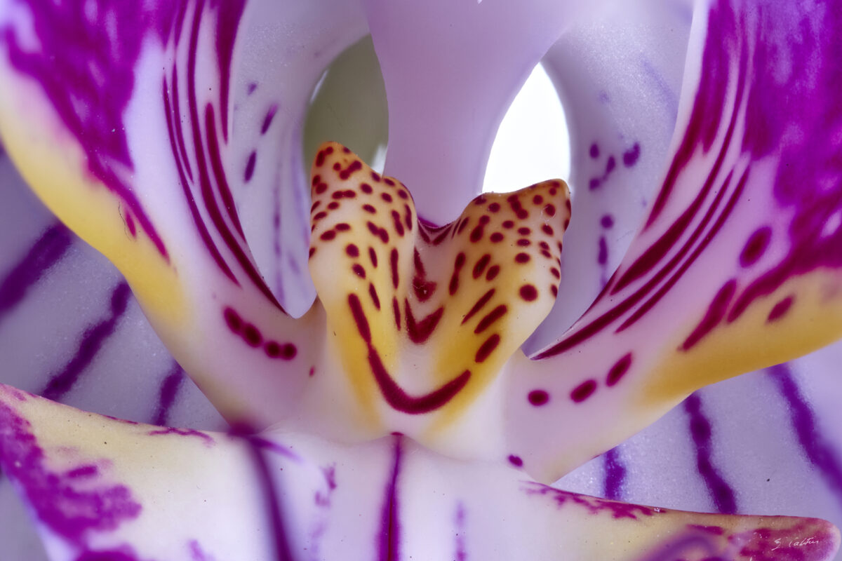 © All Rights Reserved - 2025-04-11 11:33:42 f/16 1/3sec ISO-400 85mm mise au point multiple - France, orchidée