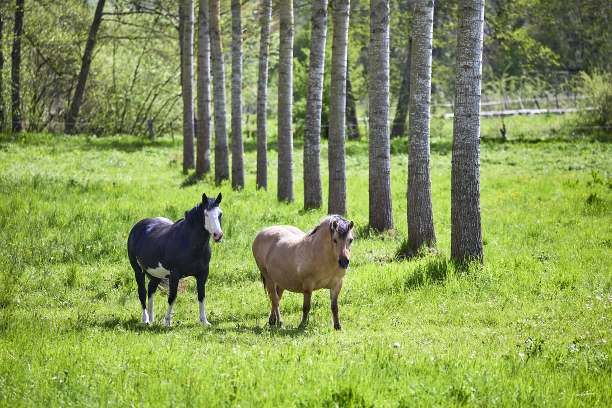 © All Rights Reserved - 2025-04-19 13:26:05 f/5 1/1000sec ISO-320 278mm - France, Bourgogne, Clunisois, campagne