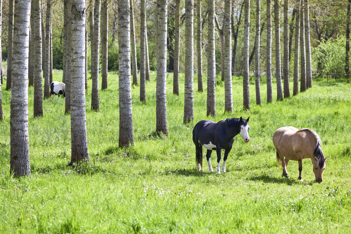 © All Rights Reserved - 2025-04-19 13:27:02 f/5.6 1/1000sec ISO-500 182mm - France, Bourgogne, Clunisois, campagne
