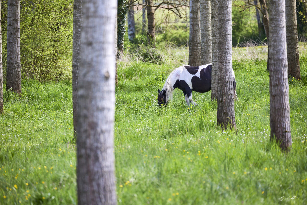 © All Rights Reserved - 2025-04-19 13:29:05 f/5.6 1/1000sec ISO-1250 400mm - France, Bourgogne, Clunisois, campagne