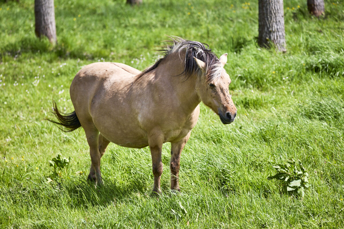 © All Rights Reserved - 2025-04-19 13:30:48 f/5 1/1000sec ISO-320 200mm - France, Bourgogne, Clunisois, campagne