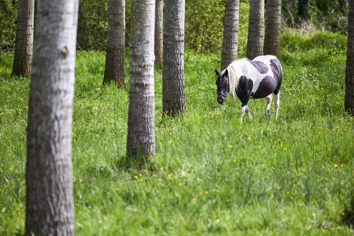 © All Rights Reserved - 2025-04-19 13:36:24 f/5.6 1/1000sec ISO-640 400mm - France, Bourgogne, Clunisois, campagne