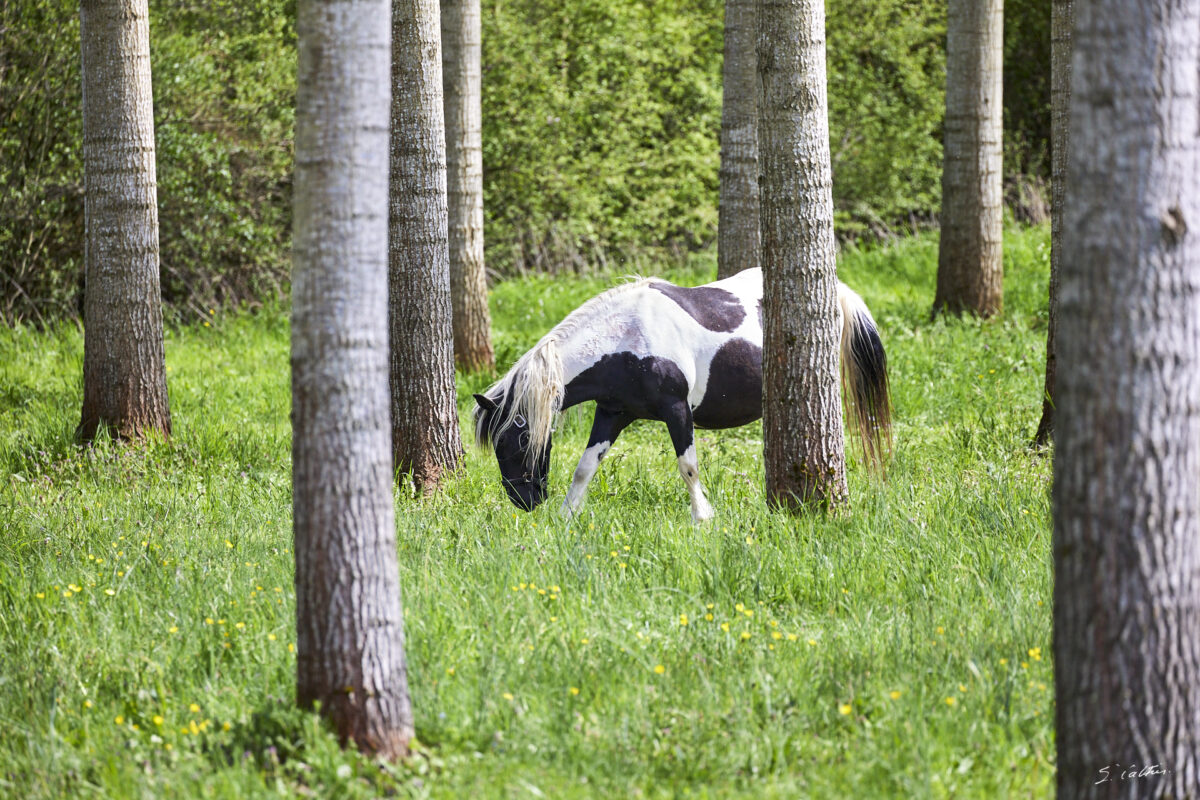 © All Rights Reserved - 2025-04-19 13:37:38 f/6.3 1/1000sec ISO-1000 400mm - France, Bourgogne, Clunisois, campagne