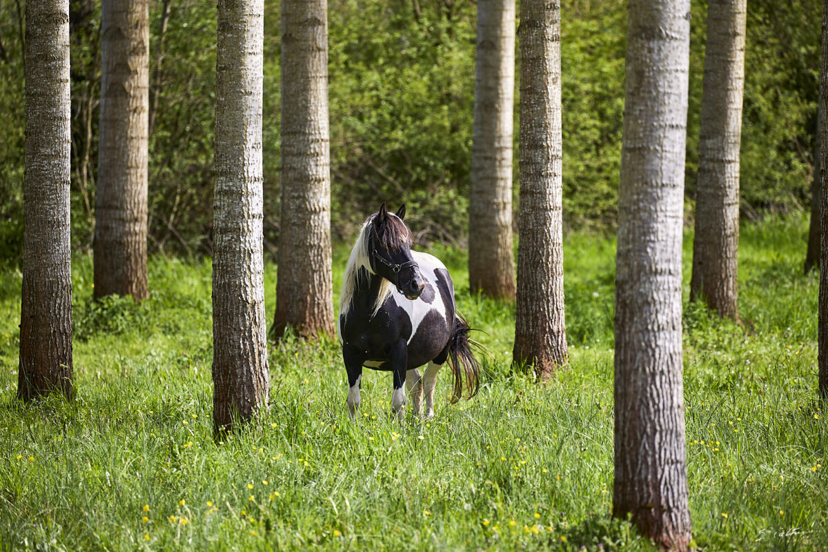 © All Rights Reserved - 2025-04-19 13:41:53 f/5.6 1/1000sec ISO-400 400mm - France, Bourgogne, Clunisois, campagne