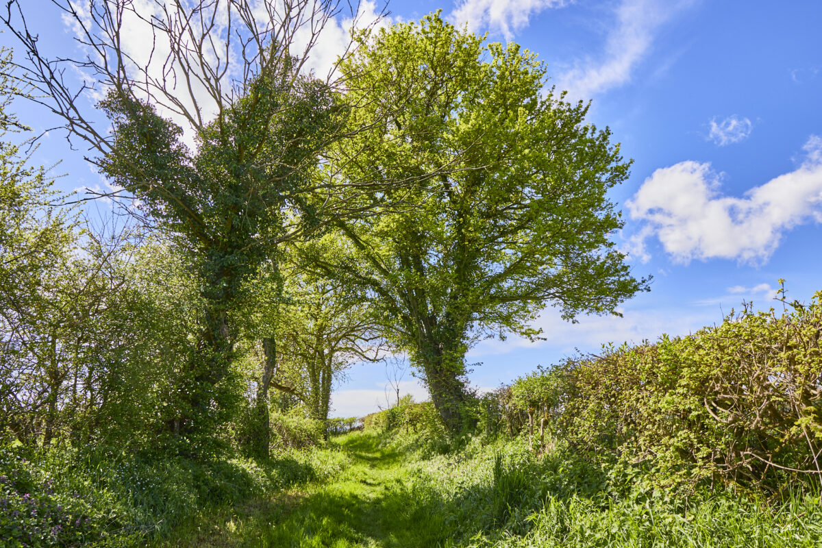 © All Rights Reserved - 2025-04-20 09:40:09 f/8 1/125sec ISO-100 24mm - France, Bourgogne, Clunisois, campagne