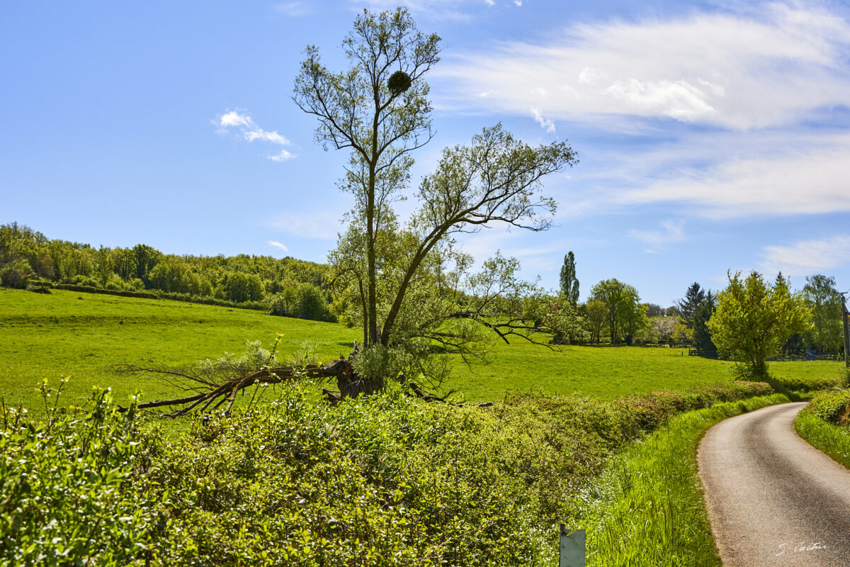 © All Rights Reserved - 2025-04-20 09:49:18 f/8 1/500sec ISO-100 47mm - France, Bourgogne, Clunisois, campagne