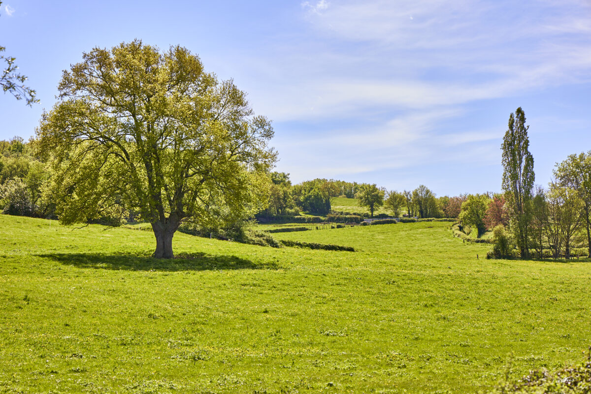 © All Rights Reserved - 2025-04-20 09:50:14 f/8 1/200sec ISO-100 97mm - France, Bourgogne, Clunisois, campagne