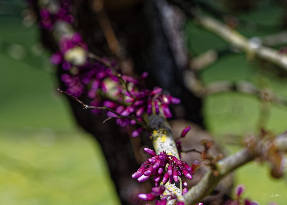 © All Rights Reserved - 2025-04-20 12:24:46 f/8 1/160sec ISO-100 120mm - France, Bourgogne, Clunisois, campagne