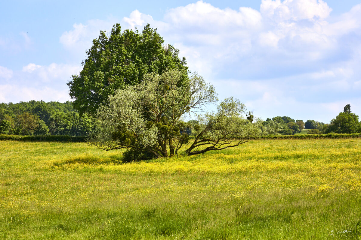© All Rights Reserved - 2025-05-09 14:32:44 f/11 1/400sec ISO-200 105mm - France, Bourgogne, Clunisois, campagne
