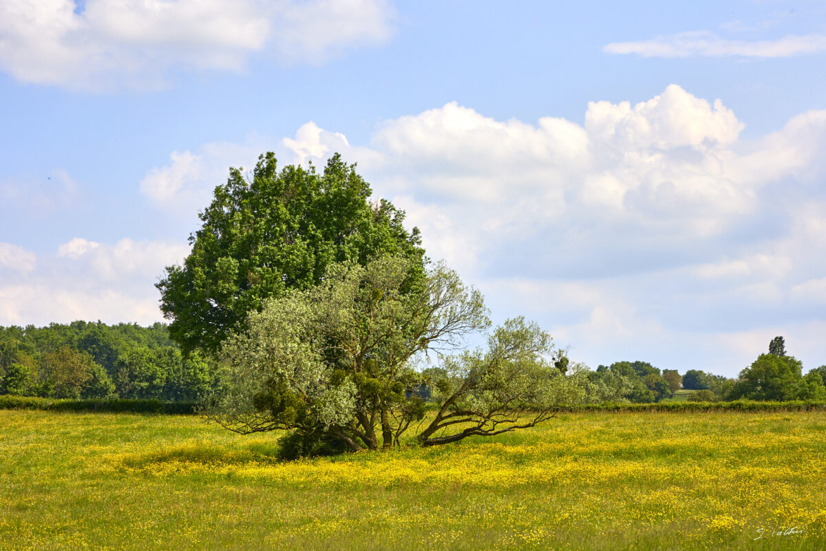 © All Rights Reserved - 2025-05-09 14:32:47 f/11 1/500sec ISO-200 105mm - France, Bourgogne, Clunisois, campagne