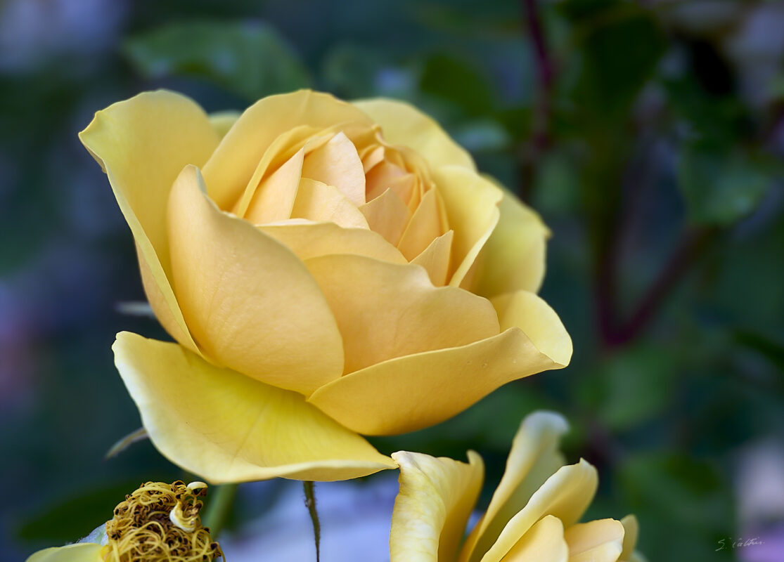 © All Rights Reserved - 2025-05-29 15:11:38 1/320sec ISO-100 85mm - France, Alsace, Strasbourg, Parc, Orangerie, fleurs