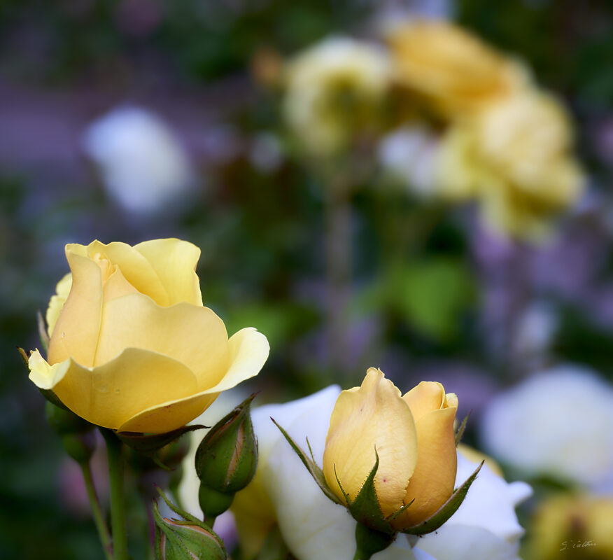 © All Rights Reserved - 2025-05-29 15:12:16 1/160sec ISO-100 85mm - France, Alsace, Strasbourg, Parc, Orangerie, fleurs