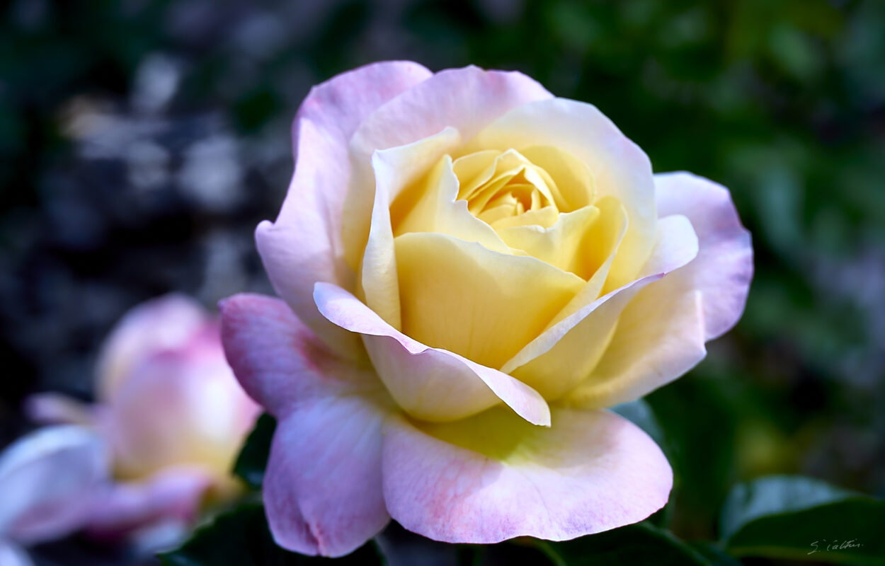 © All Rights Reserved - 2025-05-29 15:13:05 1/250sec ISO-100 85mm - France, Alsace, Strasbourg, Parc, Orangerie, fleurs