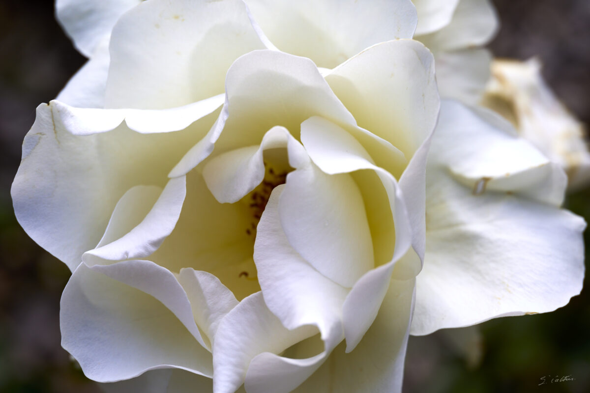 © All Rights Reserved - 2025-05-29 15:13:44 1/400sec ISO-100 85mm - France, Alsace, Strasbourg, Parc, Orangerie, fleurs