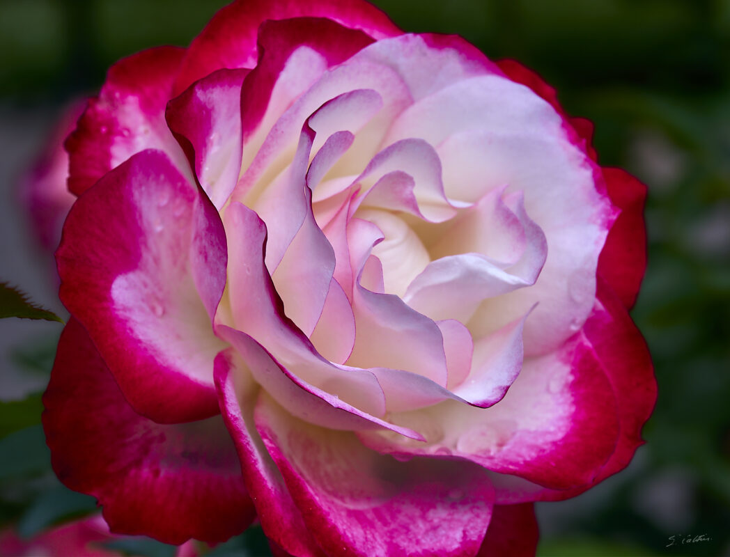 © All Rights Reserved - 2025-05-29 15:14:56 1/100sec ISO-100 85mm - France, Alsace, Strasbourg, Parc, Orangerie, fleurs