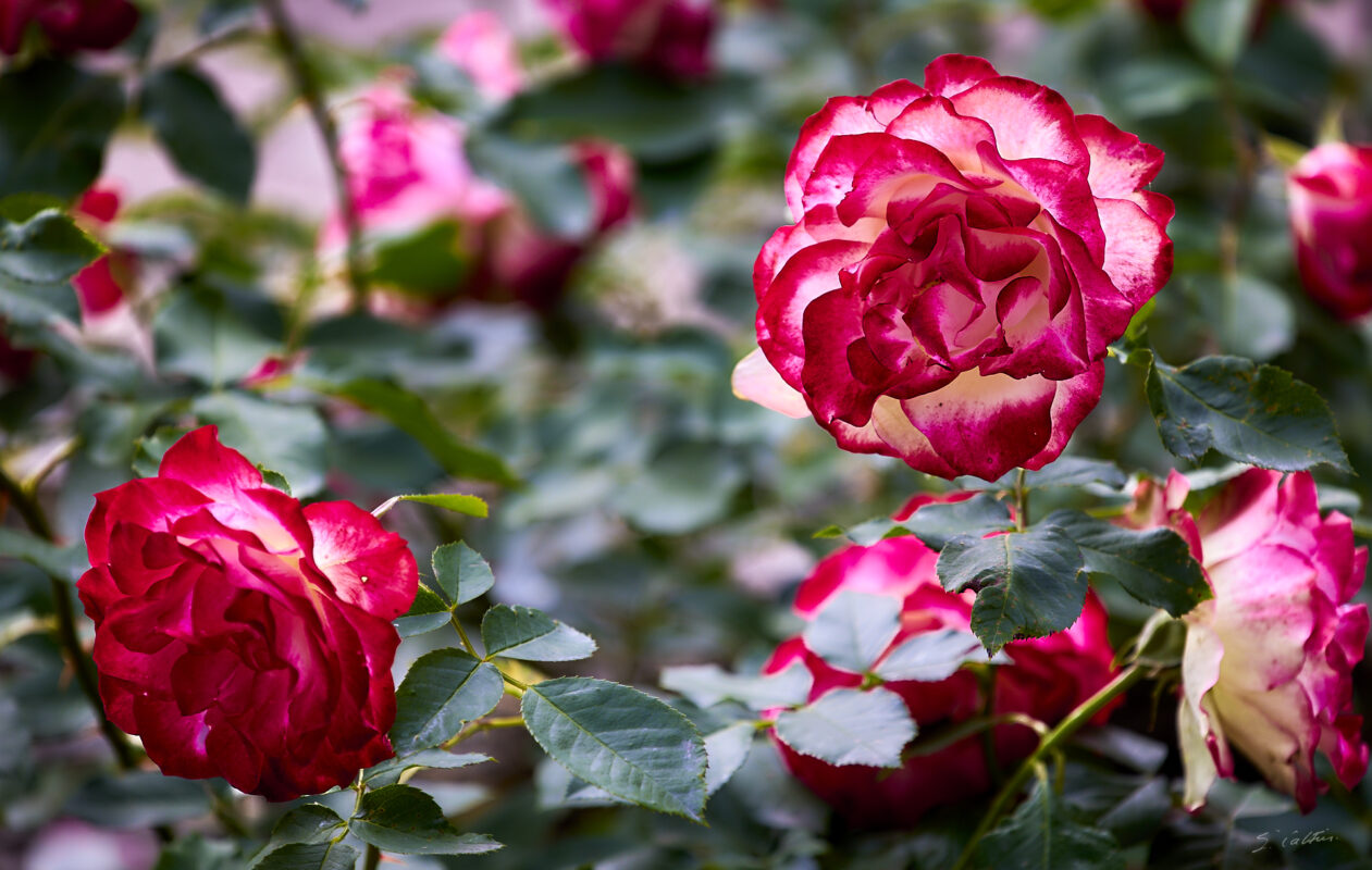 © All Rights Reserved - 2025-05-29 15:19:26 f/4 1/250sec ISO-100 200mm - France, Alsace, Strasbourg, Parc, Orangerie, fleurs