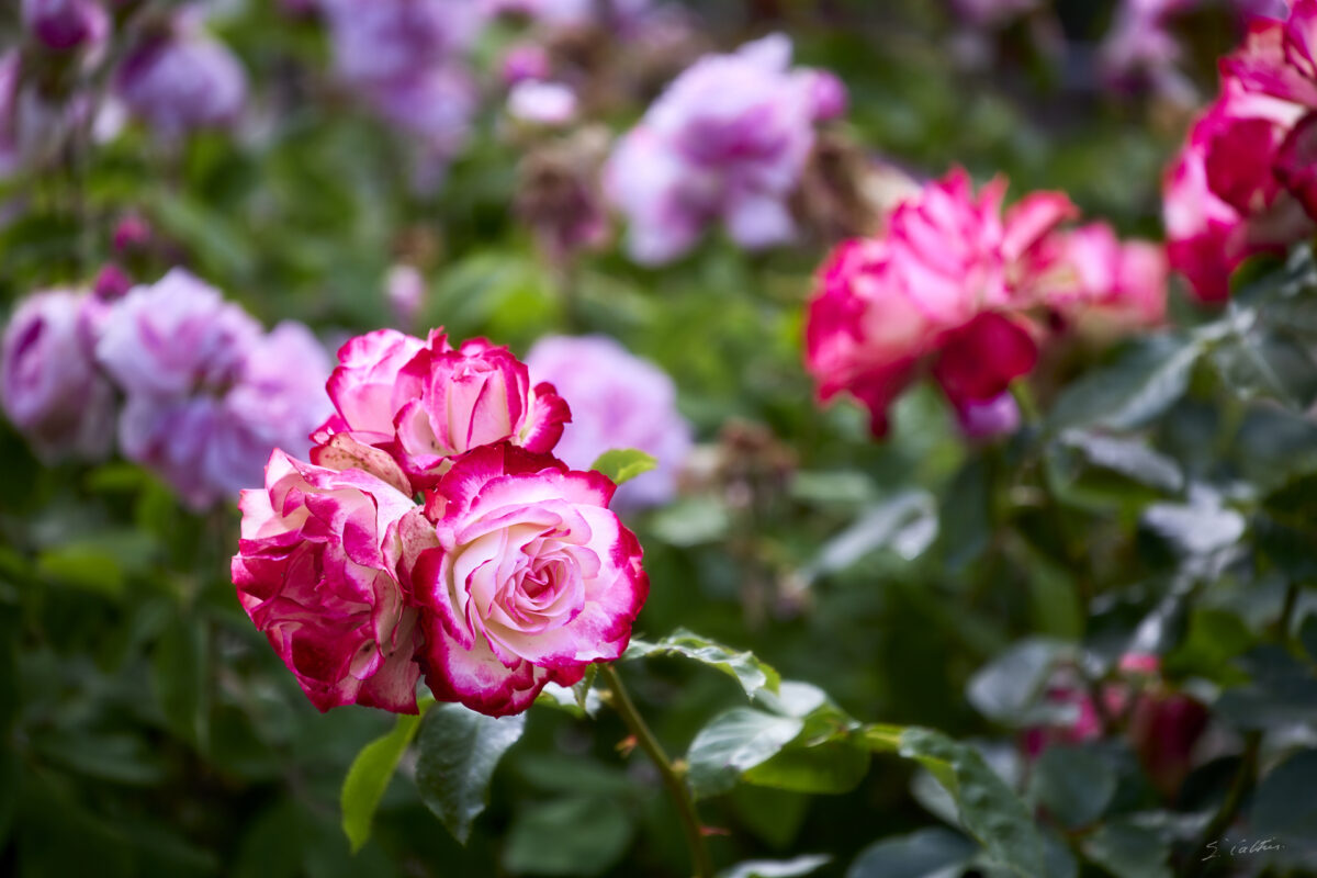 © All Rights Reserved - 2025-05-29 15:19:49 f/4 1/320sec ISO-100 200mm - France, Alsace, Strasbourg, Parc, Orangerie, fleurs