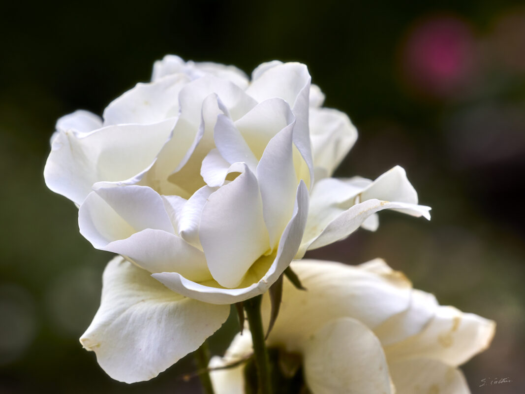 © All Rights Reserved - 2025-05-29 15:23:01 f/8 1/500sec ISO-100 200mm - France, Alsace, Strasbourg, Parc, Orangerie, fleurs