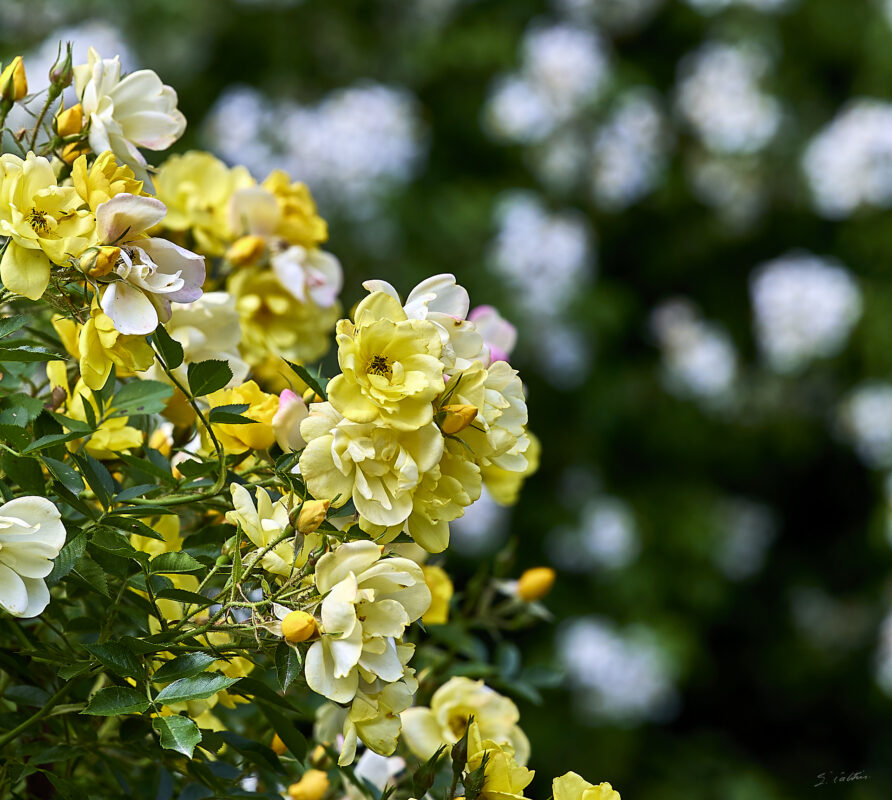 © All Rights Reserved - 2025-05-29 15:25:20 f/8 1/400sec ISO-100 200mm - France, Alsace, Strasbourg, Parc, Orangerie, fleurs