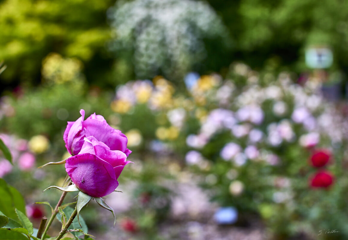 © All Rights Reserved - 2025-05-29 15:26:26 f/8 1/200sec ISO-100 70mm - France, Alsace, Strasbourg, Parc, Orangerie, fleurs