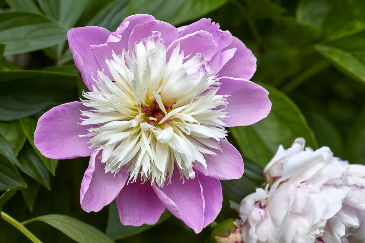© All Rights Reserved - 2025-05-29 15:31:34 f/8 1/160sec ISO-100 141mm - France, Alsace, Strasbourg, Parc, Orangerie, fleurs