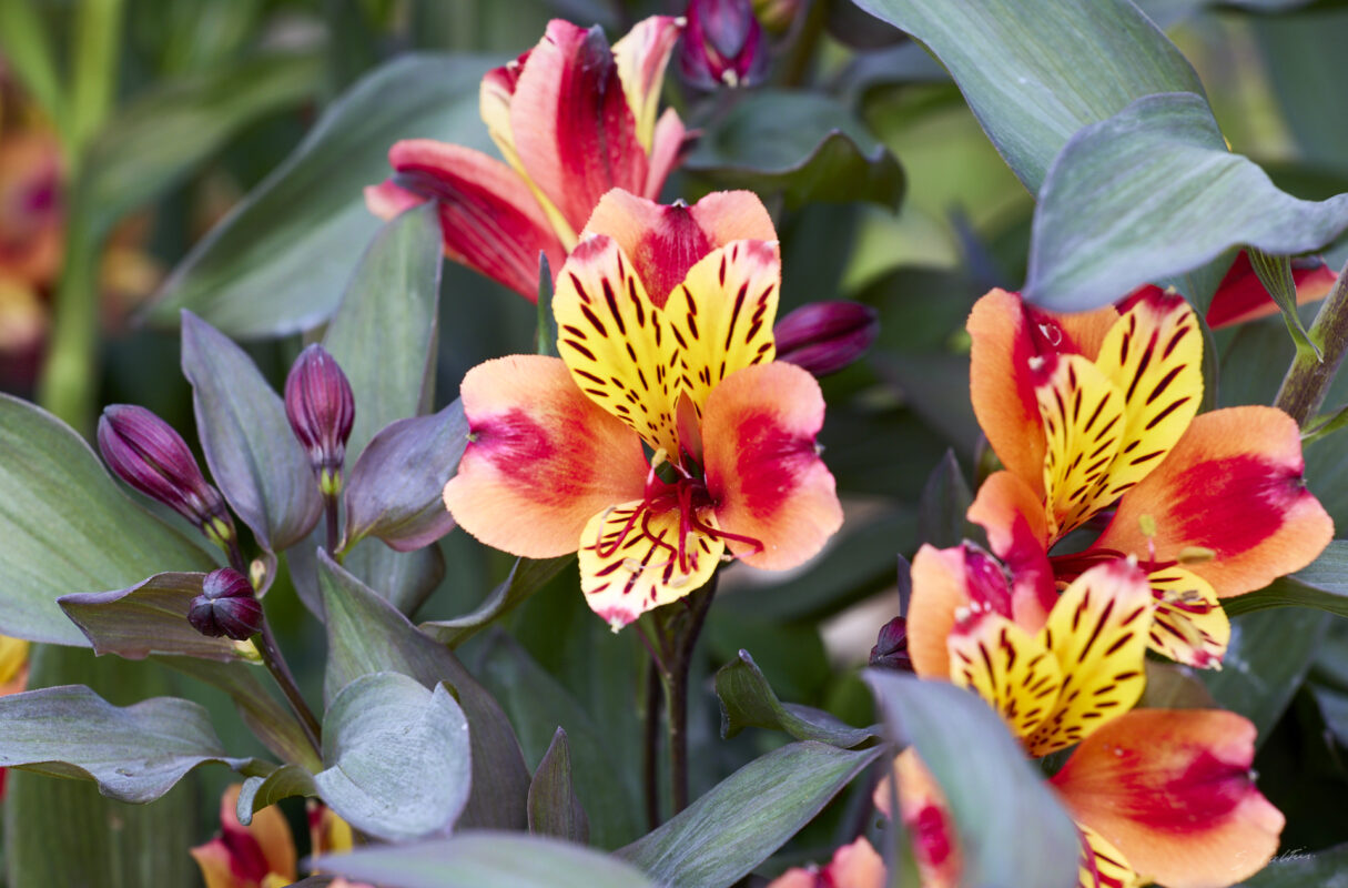 © All Rights Reserved - 2025-05-29 15:35:25 f/8 1/125sec ISO-200 200mm - France, Alsace, Strasbourg, Parc, Orangerie, fleurs