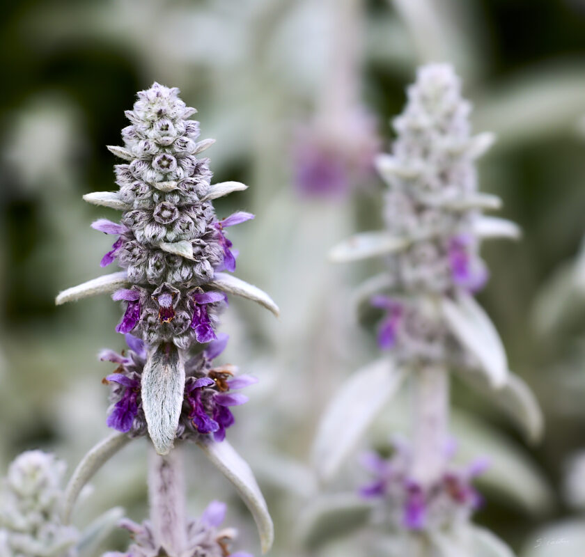 © All Rights Reserved - 2025-05-29 15:36:09 f/8 1/320sec ISO-200 200mm - France, Alsace, Strasbourg, Parc, Orangerie, fleurs