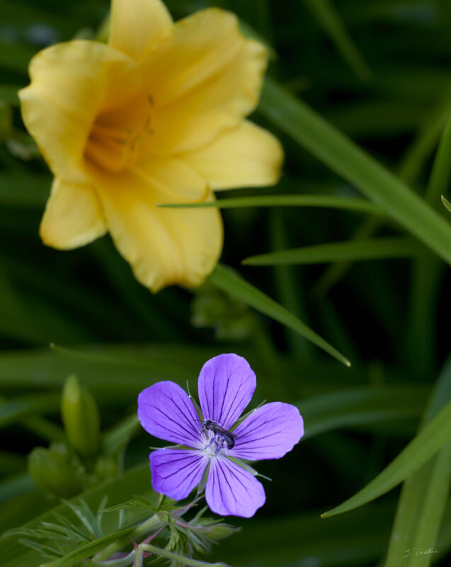 © All Rights Reserved - 2025-05-29 15:36:49 f/8 1/160sec ISO-200 148mm - France, Alsace, Strasbourg, Parc, Orangerie, fleurs