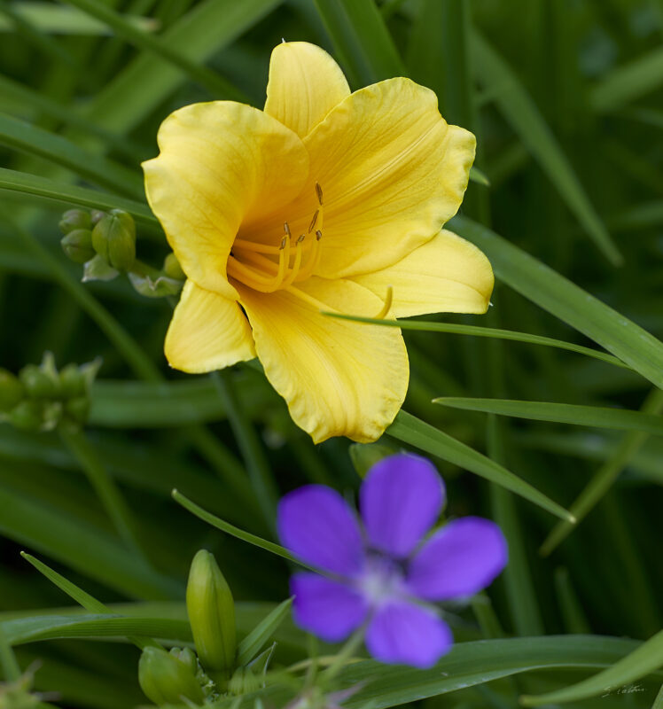 © All Rights Reserved - 2025-05-29 15:37:02 f/8 1/250sec ISO-200 148mm - France, Alsace, Strasbourg, Parc, Orangerie, fleurs