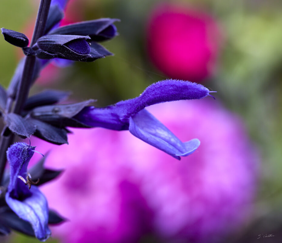 © All Rights Reserved - 2025-05-29 15:44:16 1/160sec ISO-200 85mm - France, Alsace, Strasbourg, Parc, Orangerie, fleurs