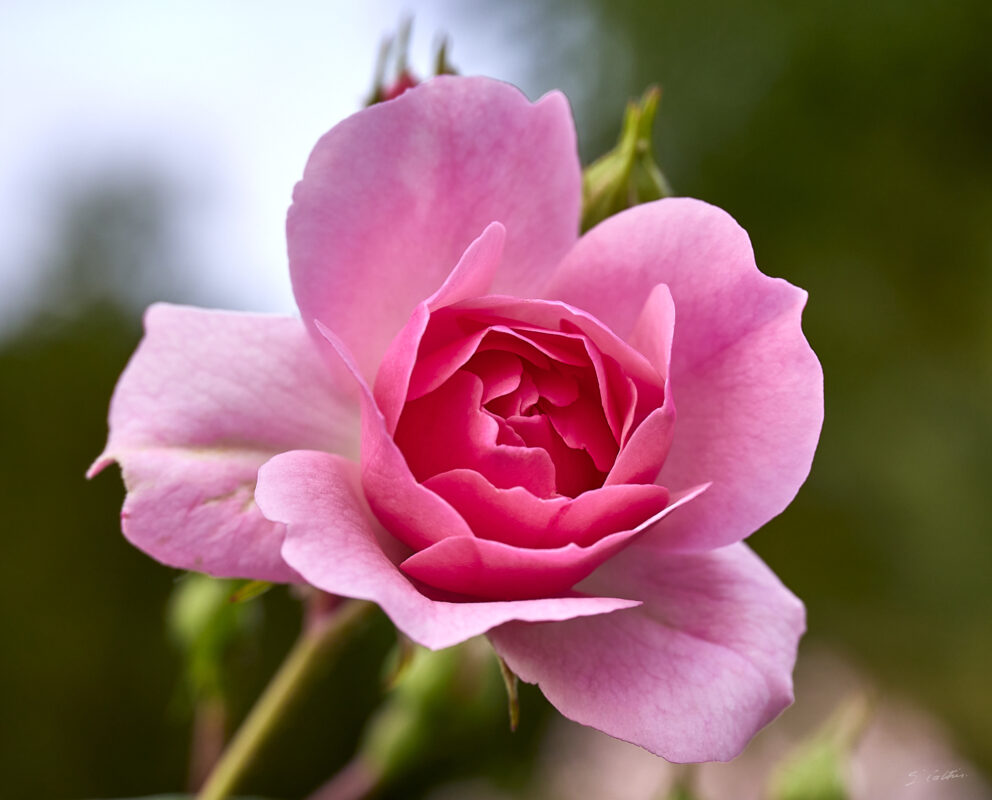 © All Rights Reserved - 2025-05-29 15:50:56 1/400sec ISO-200 85mm - France, Alsace, Strasbourg, Parc, Orangerie, fleurs