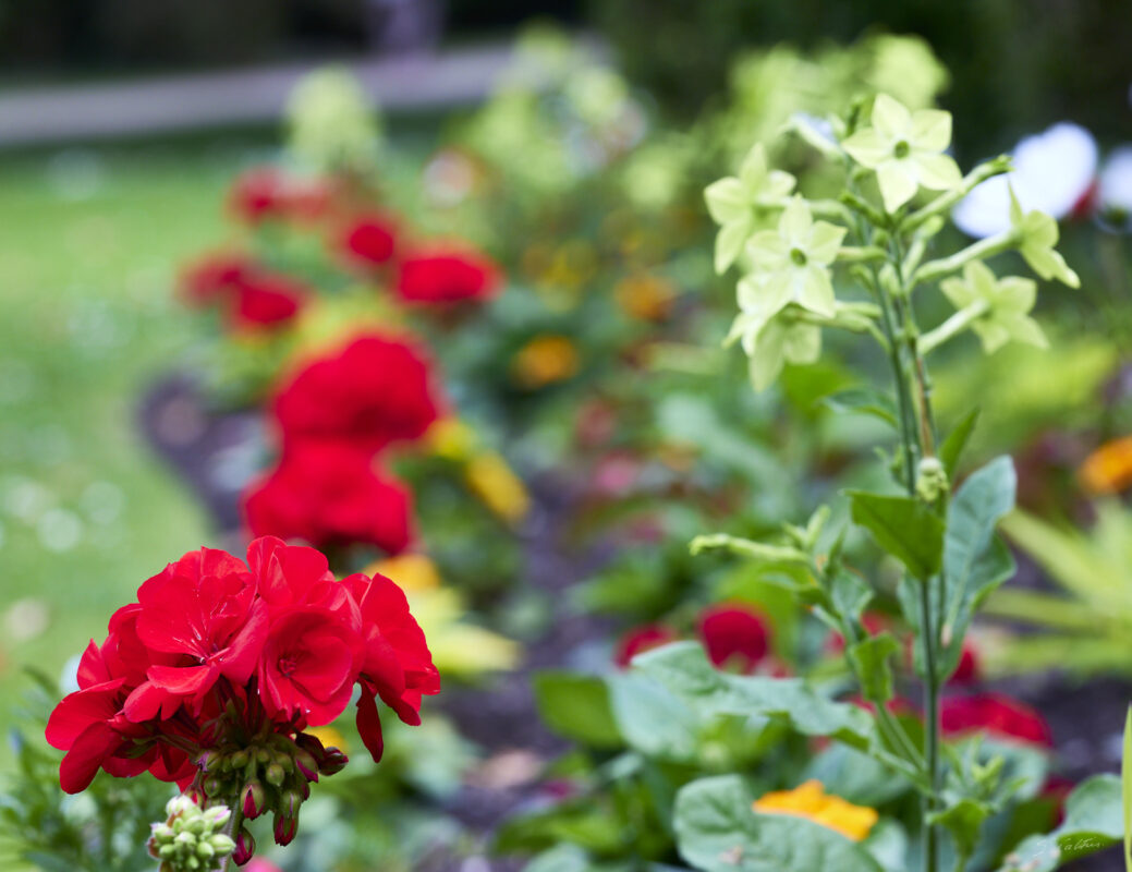 © All Rights Reserved - 2025-05-29 16:07:31 f/8 1/200sec ISO-400 158mm - France, Alsace, Strasbourg, Parc, Orangerie, fleurs