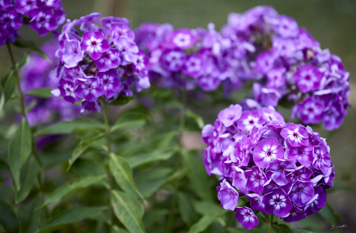 © All Rights Reserved - 2025-07-08 13:26:14 - f/4 1/800sec ISO-400 148mm - France, Alsace, Strasbourg, Parc de l'Orangerie