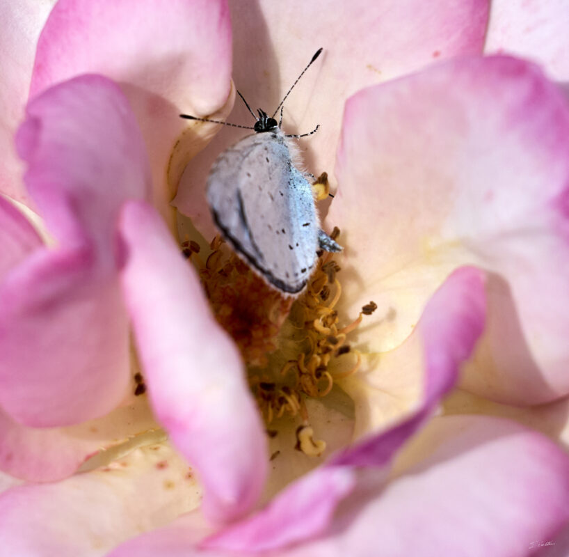 © All Rights Reserved - 2025-07-08 13:29:48 - f/7.1 1/2500sec ISO-400 148mm - France, Alsace, Strasbourg, Parc de l'Orangerie