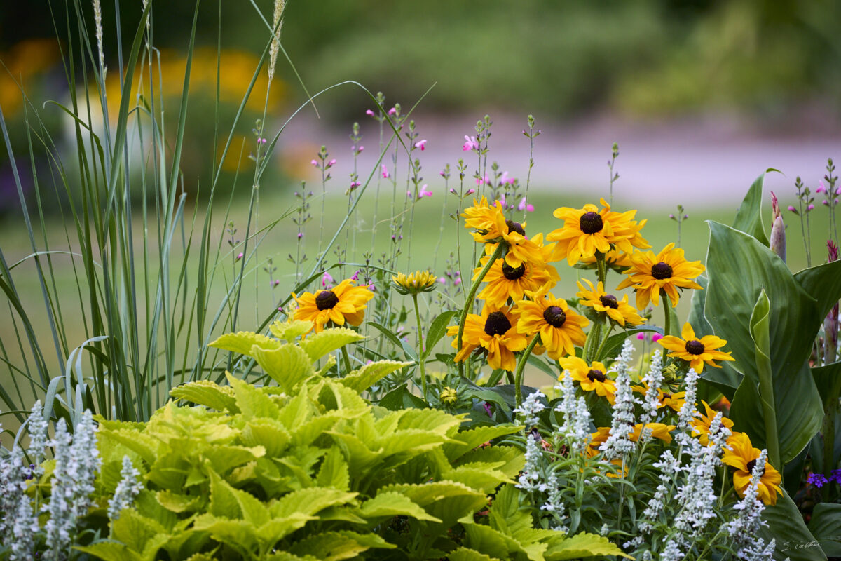 © All Rights Reserved - 2025-07-08 13:41:38 - f/5.6 1/1600sec ISO-800 400mm - France, Alsace, Strasbourg, Parc de l'Orangerie