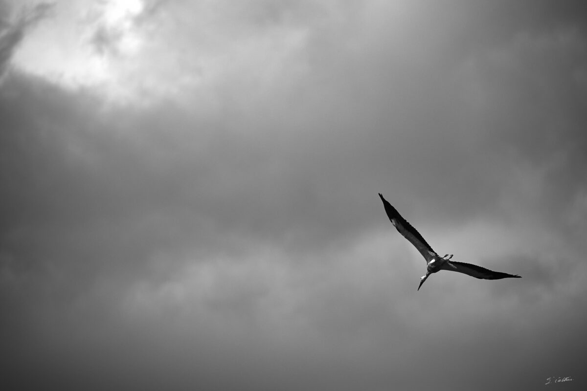 © All Rights Reserved - 2025-07-08 13:42:44 - f/5.6 1/1600sec ISO-160 400mm - France, Alsace, Strasbourg, Parc de l'Orangerie
