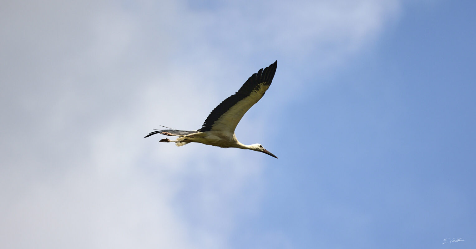 © All Rights Reserved - 2025-07-08 13:44:09 - f/6.3 1/1600sec ISO-160 400mm - France, Alsace, Strasbourg, Parc de l'Orangerie